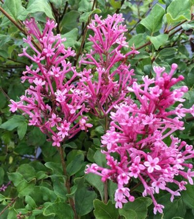 Lilac Bloomerang® Dwarf Pink